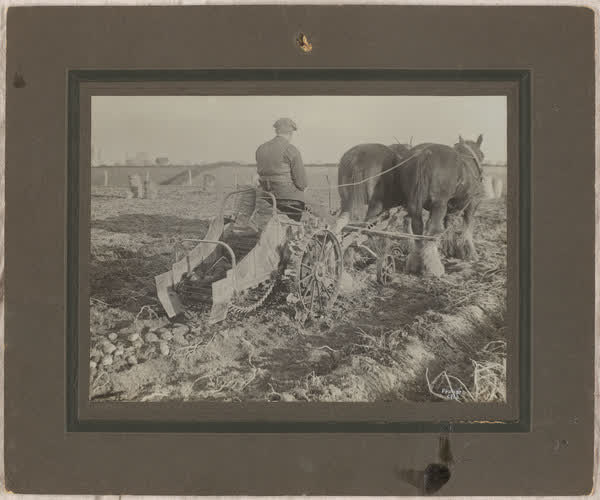 Potato digging at Farquhars, 1920