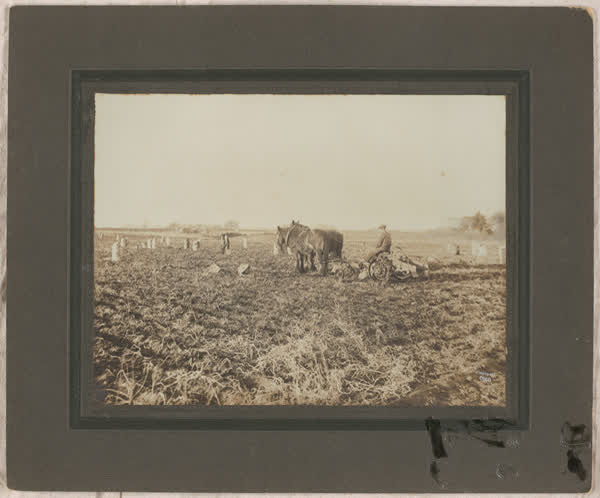 Potato digging at Farquhars, 1920