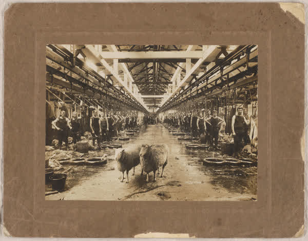 Solo butchers chain at Thomas Borthwick & Sons Ltd, 1930