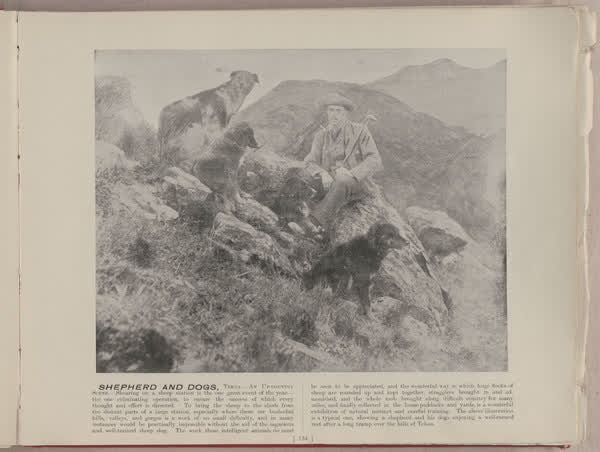 Shepherd and Dogs, Tekoa, 1896