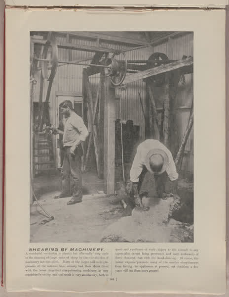 Shearing by machinery, 1896