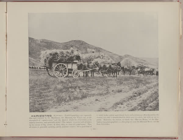 Harvesting, Kaiwarra, 1896