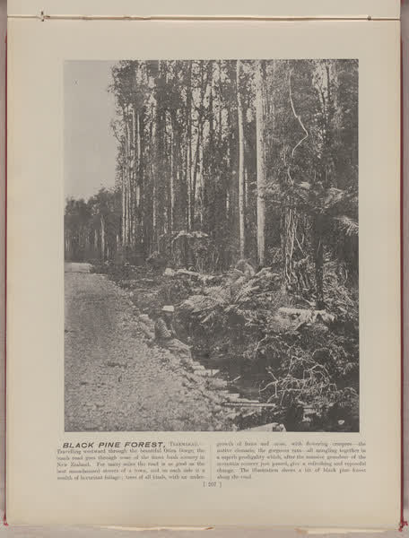 Black Pine Forest, Teremakau, 1896