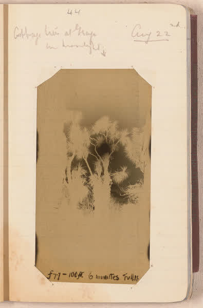 Cabbage tree at The Grange [negative mounted in notebook], page 44, 1927