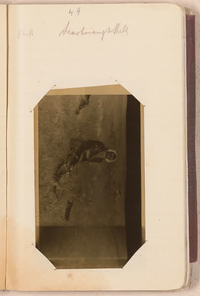 Scarborough Hill [negative mounted in notebook], page 49, 1920