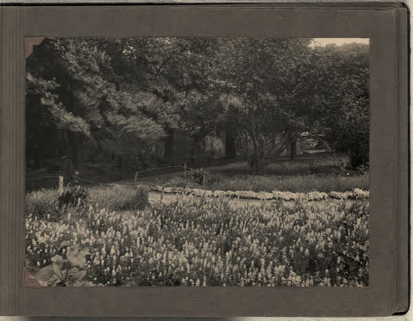 Field of hyacinths, 1928