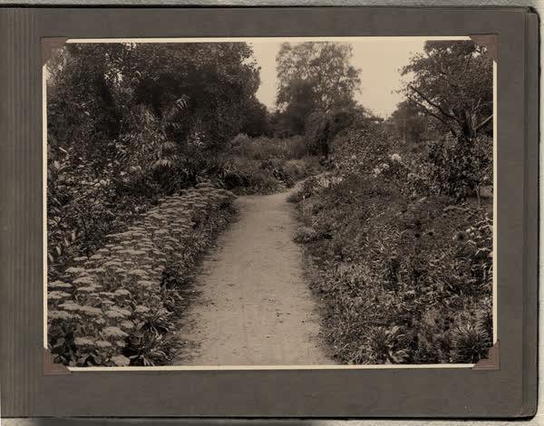 Pathway in Millbrook Reserve, 1928