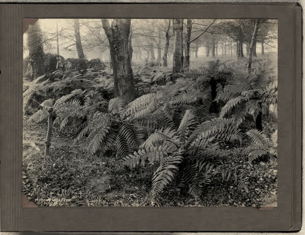 Ferns in the Millbrook Reserve, 1927