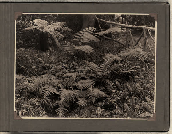 Ferns located in the Millbrook Reserve, 1928