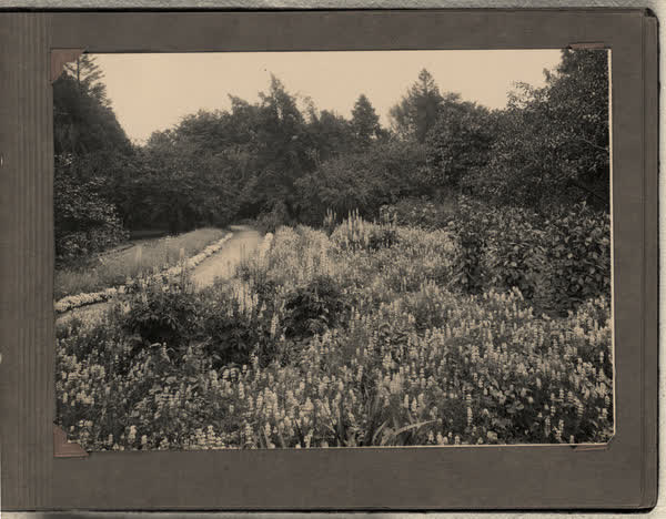 Hyacinths along a path, 1928
