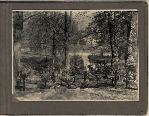 Bed of ferns, 1928