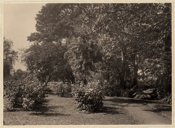 Plants along Millbrook Reserve pathway, 1928