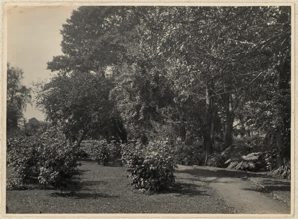 Plants along Millbrook Reserve path, 1928