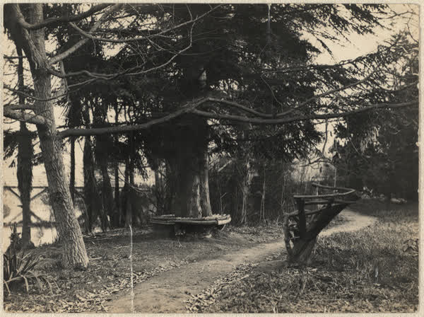 Bench wrapped around a tree, 1928