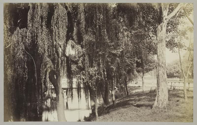 A shady bit on the Avon, Christchurch, 1875