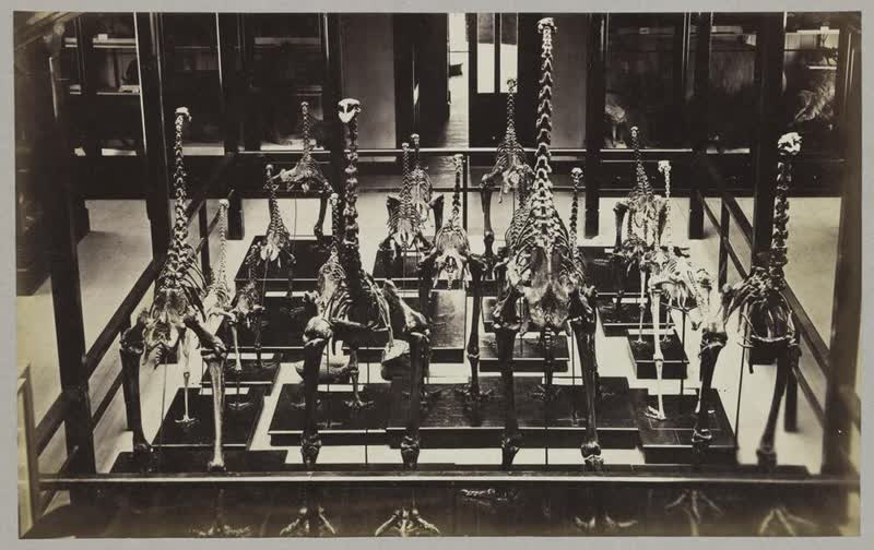 Moa skeletons, Christchurch Museum, 1875