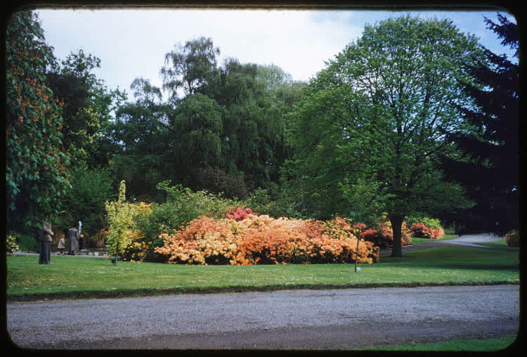 The Botanic Gardens, Christchurch, 1950