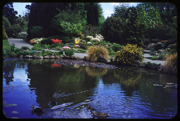 The Botanic Gardens, Christchurch, 1950