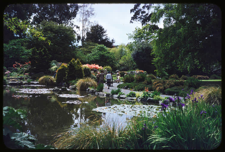 The Botanic Gardens, Christchurch, 1950