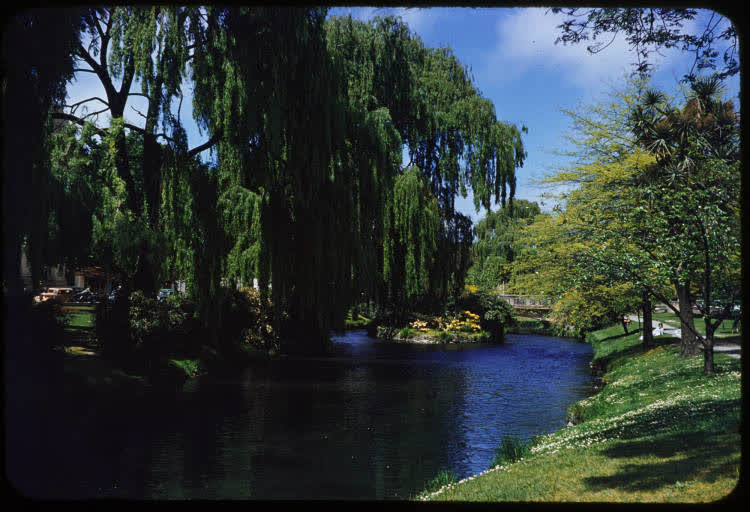 River Avon, Christchurch, 1950