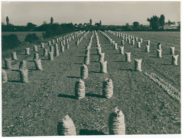 Sacks of onions on a field, 1941