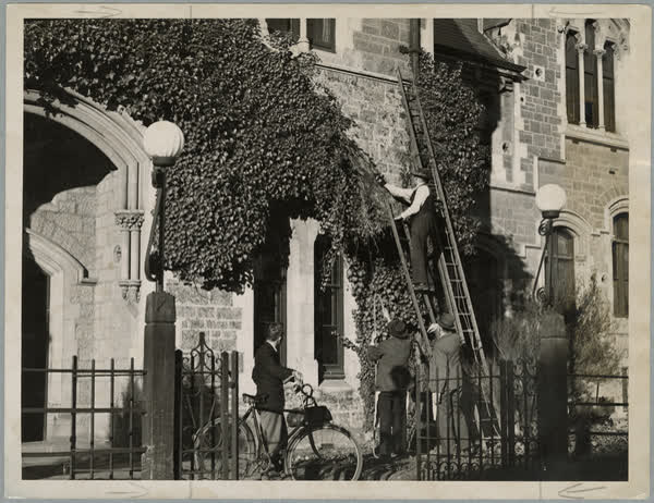 Ivy removal at Canterbury College, 1941