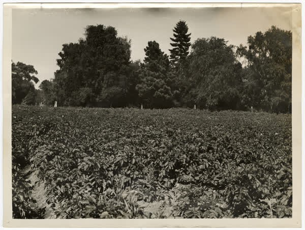 Potatoes growing on the Dowling Estate for the Army, 1943
