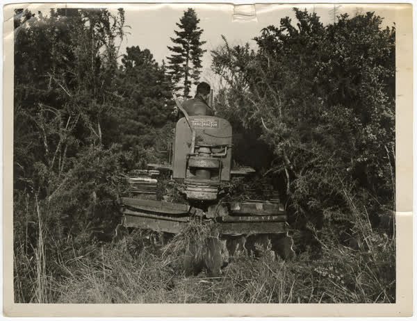 Waste land being cleared for growing potatoes for the Army, 1943