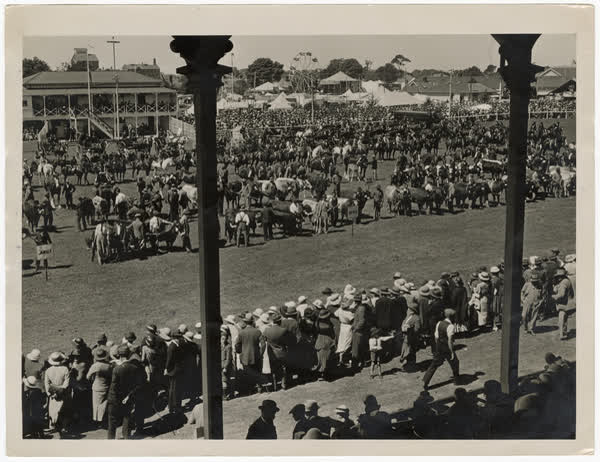 Cow display at the A and P Show, 1941