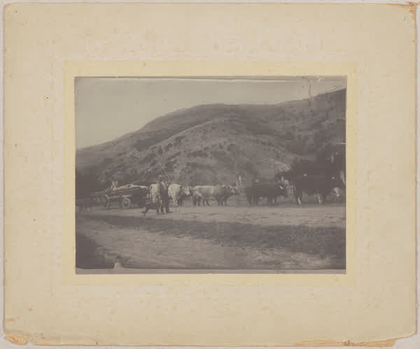 Bullock train on Banks Peninsula, 1900