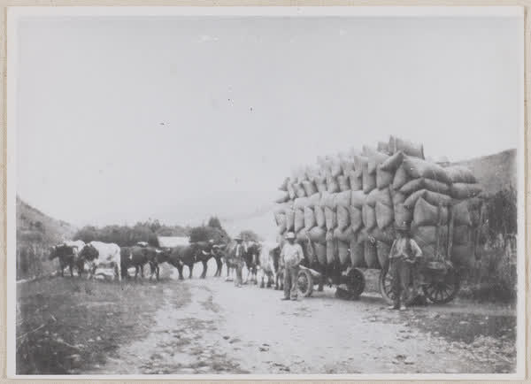 J. R. Thacker next to a bullock train, 1900
