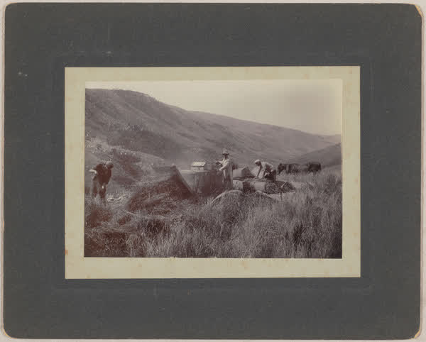 Cocksfoot threshing, 1910