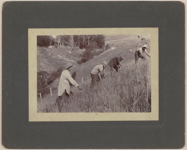 Cocksfoot harvest, 1910