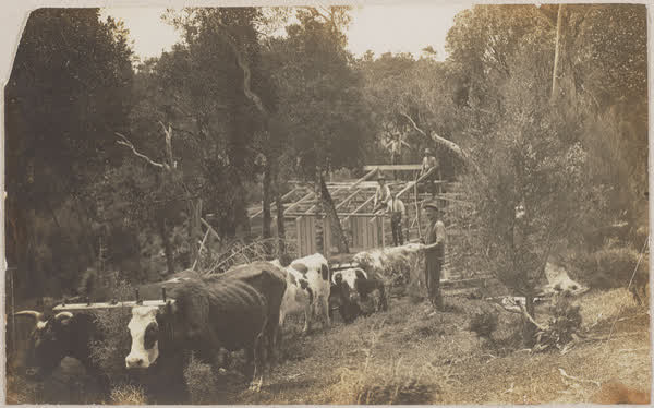 Building a dwelling, 1900