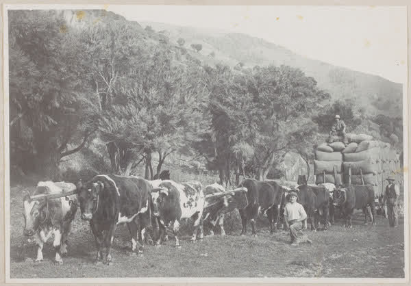 Lewis Grant and his bullock team, 1900