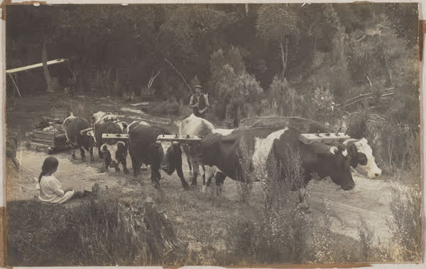 Bulls pulling a sledge in Okains Bay, 1900