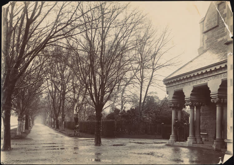Avenue of trees, Christchurch Botanic Gardens, 1890
