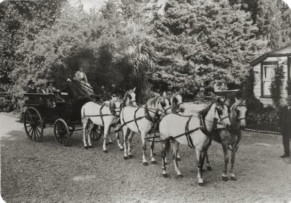 Rutherford team of grey horses, 1900