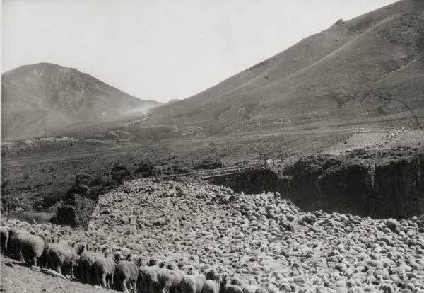 Sheep crossing Acheron River, 1890
