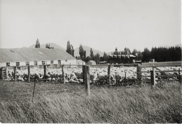 St Helens Station wool shed, 1900