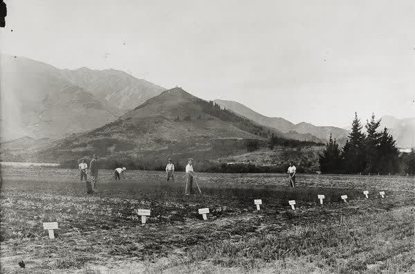 Queen Mary Hospital for Sick and Wounded Soldiers instructional farm, 1916
