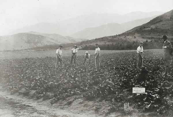 Queen Mary Hospital for Sick and Wounded Soldiers instructional farm, 1916