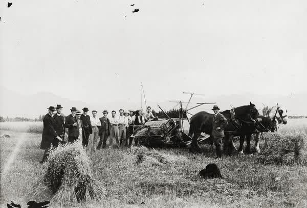 Queen Mary Hospital for Sick and Wounded Soldiers instructional farm, 1916