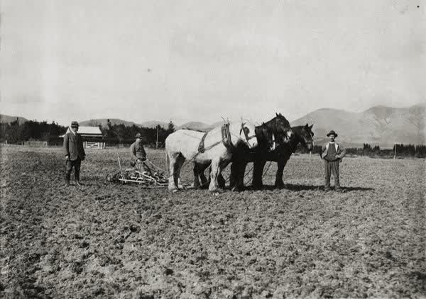 Queen Mary Hospital for Sick and Wounded Soldiers instructional farm, 1916