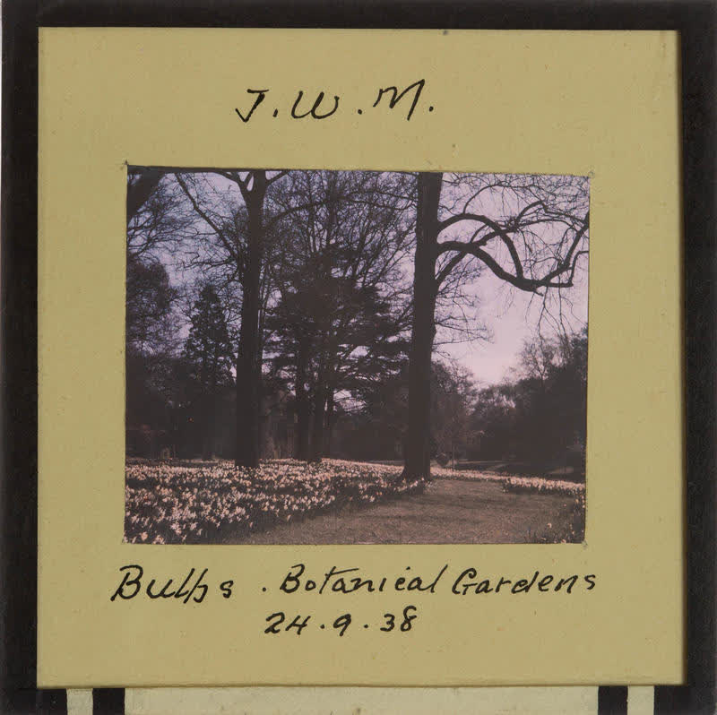 Lantern Slide: Bulbs in Botanical Gardens, 1938