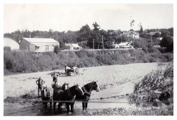 Horses in Waihi River, 1920
