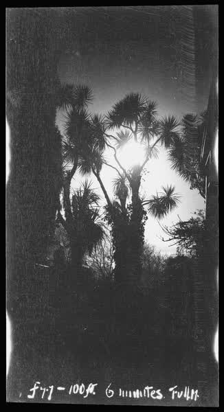 Cabbage tree at The Grange, 1927