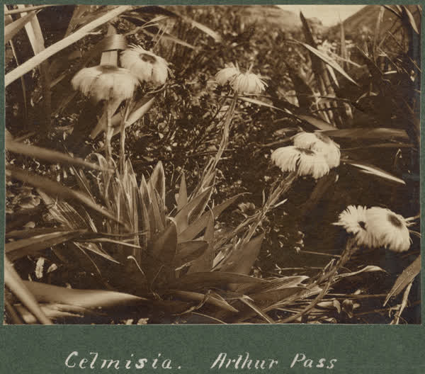 Celmisa. Arthur Pass, 1900