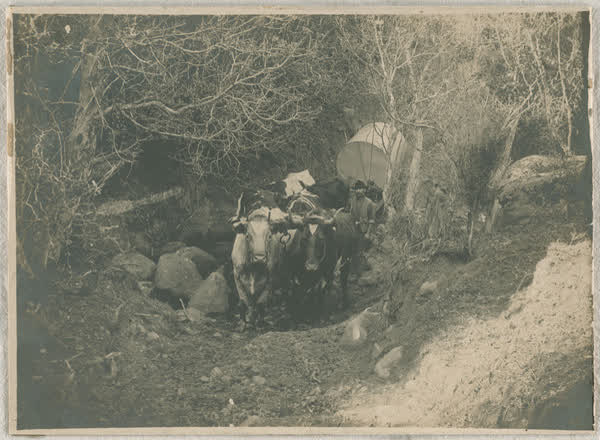 Parkinson's bullock team carting a tank, 1914