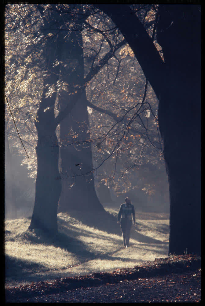 Trees in Hagley Park, Christchurch, 1980